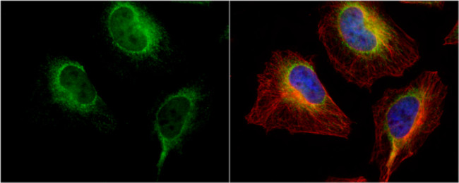 PDI Antibody in Immunocytochemistry (ICC/IF)