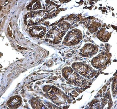 PDI Antibody in Immunohistochemistry (Paraffin) (IHC (P))