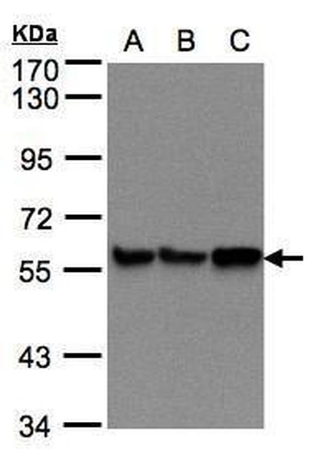 PDI Antibody in Western Blot (WB)