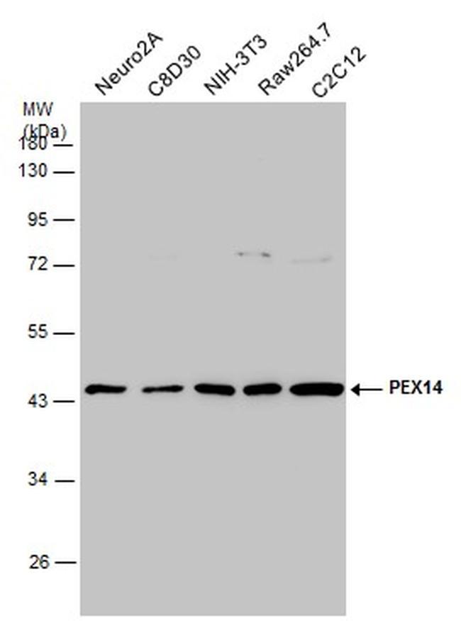 PEX14 Antibody in Western Blot (WB)