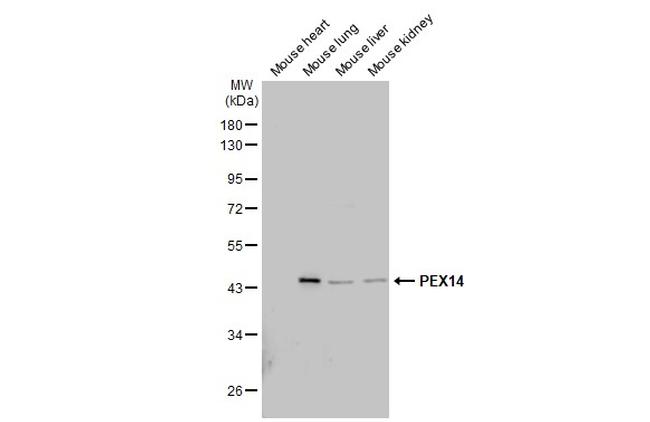 PEX14 Antibody in Western Blot (WB)