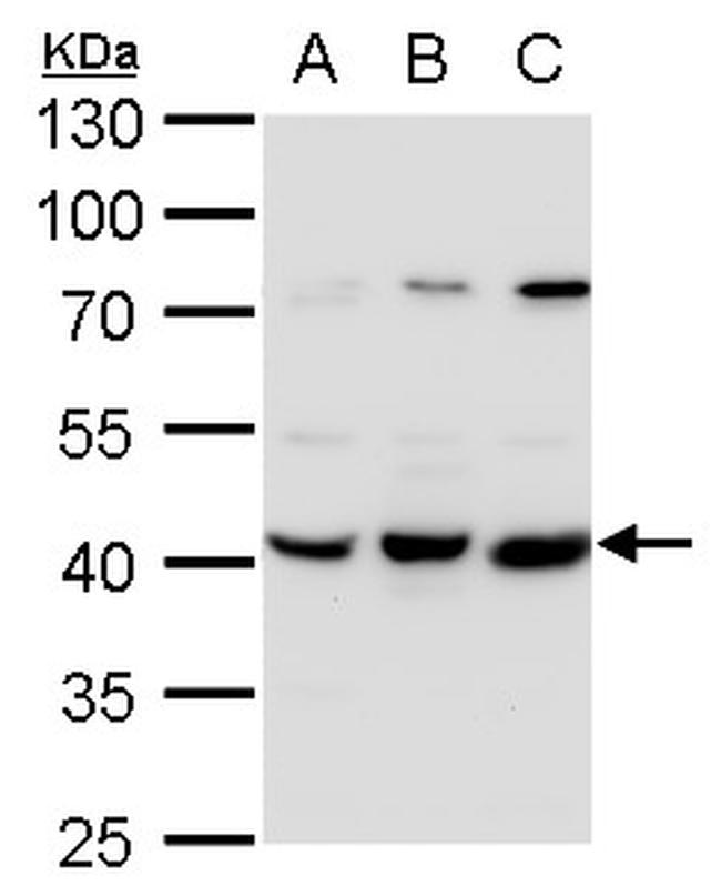 PEX14 Antibody in Western Blot (WB)