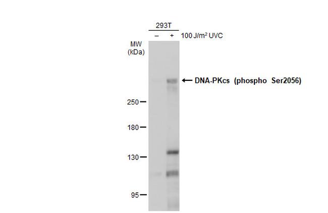 Phospho-DNA-PK (Ser2056) Antibody in Western Blot (WB)