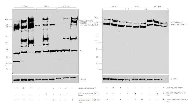 Phospho-DNA-PK (Ser2056) Antibody in Western Blot (WB)