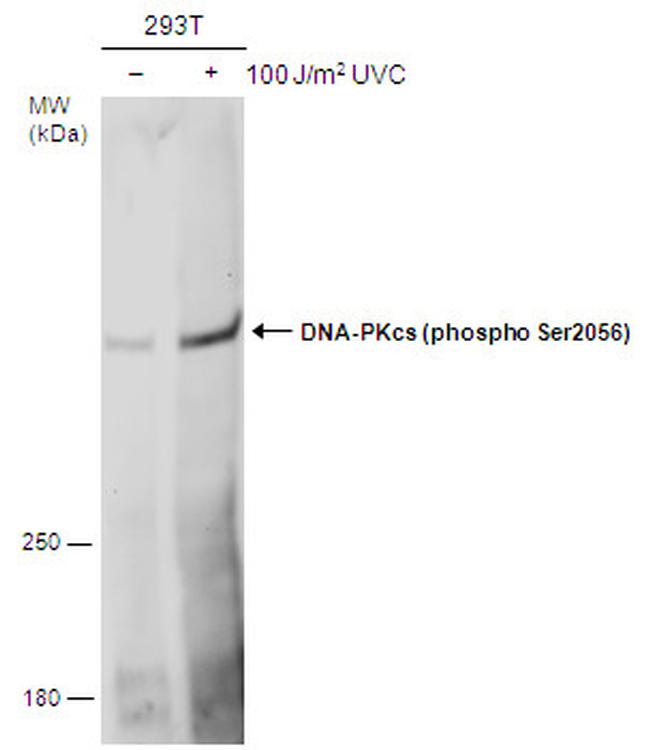 Phospho-DNA-PK (Ser2056) Antibody in Western Blot (WB)