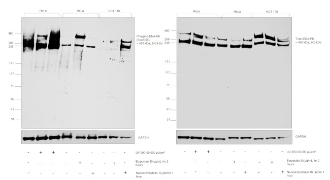 Phospho-DNA-PK (Ser2056) Antibody in Western Blot (WB)