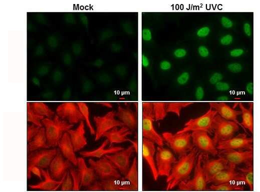 Phospho-DNA-PK (Ser2056) Antibody in Immunocytochemistry (ICC/IF)