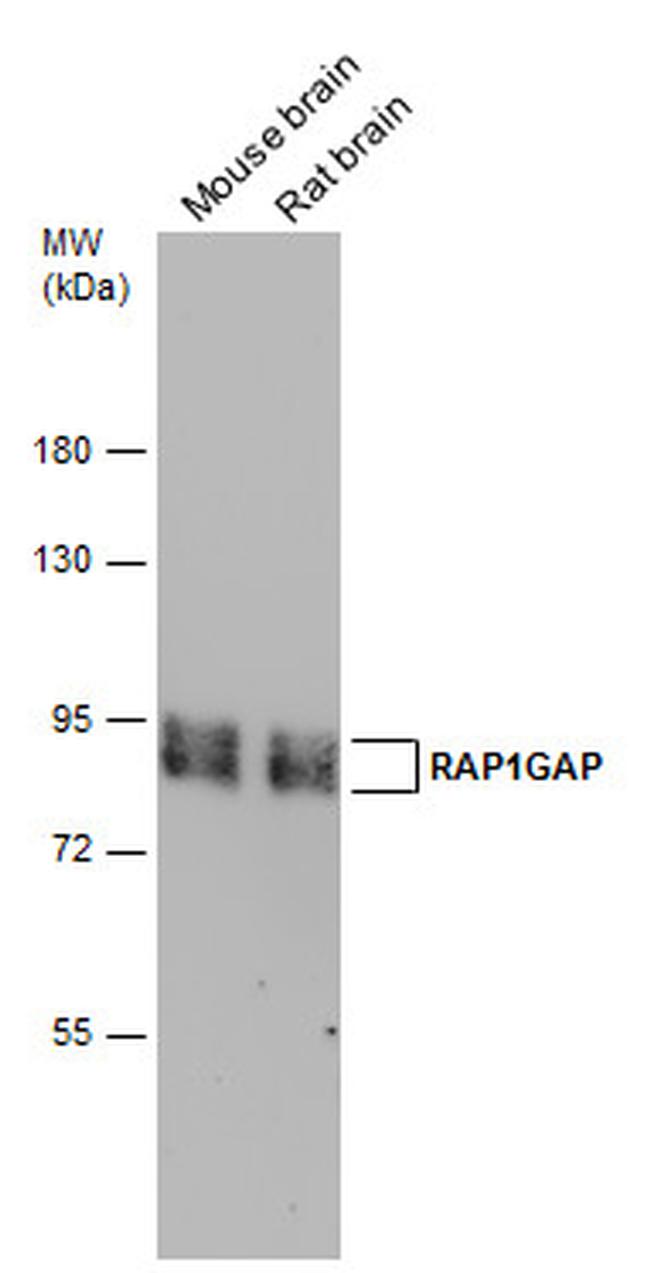 RAP1GAP Antibody in Western Blot (WB)