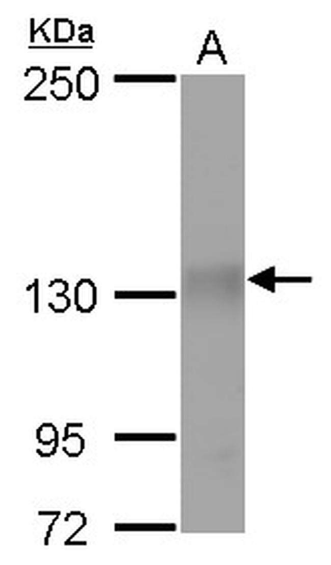 p130 Antibody in Western Blot (WB)