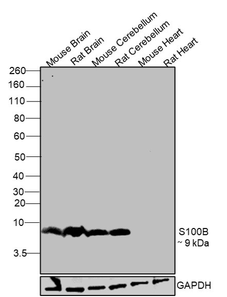 S100B Antibody