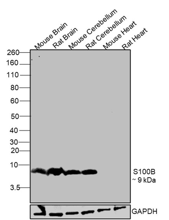 S100B Antibody in Western Blot (WB)