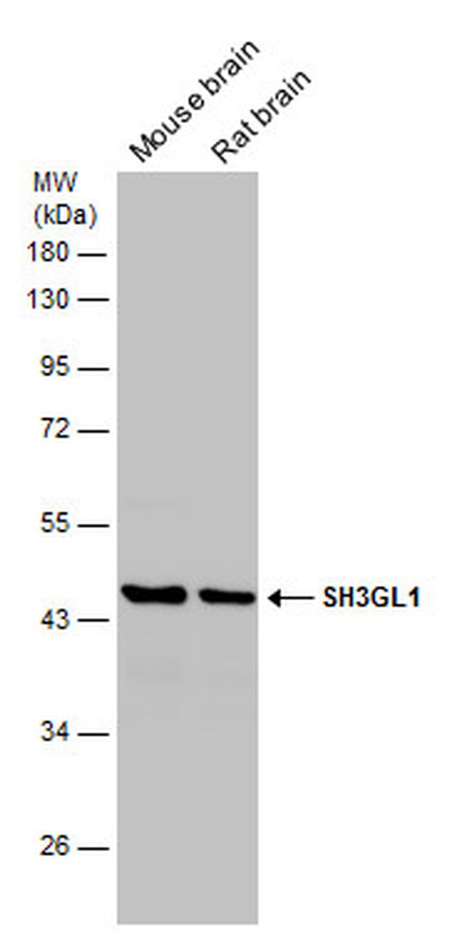 SH3GL1 Antibody in Western Blot (WB)