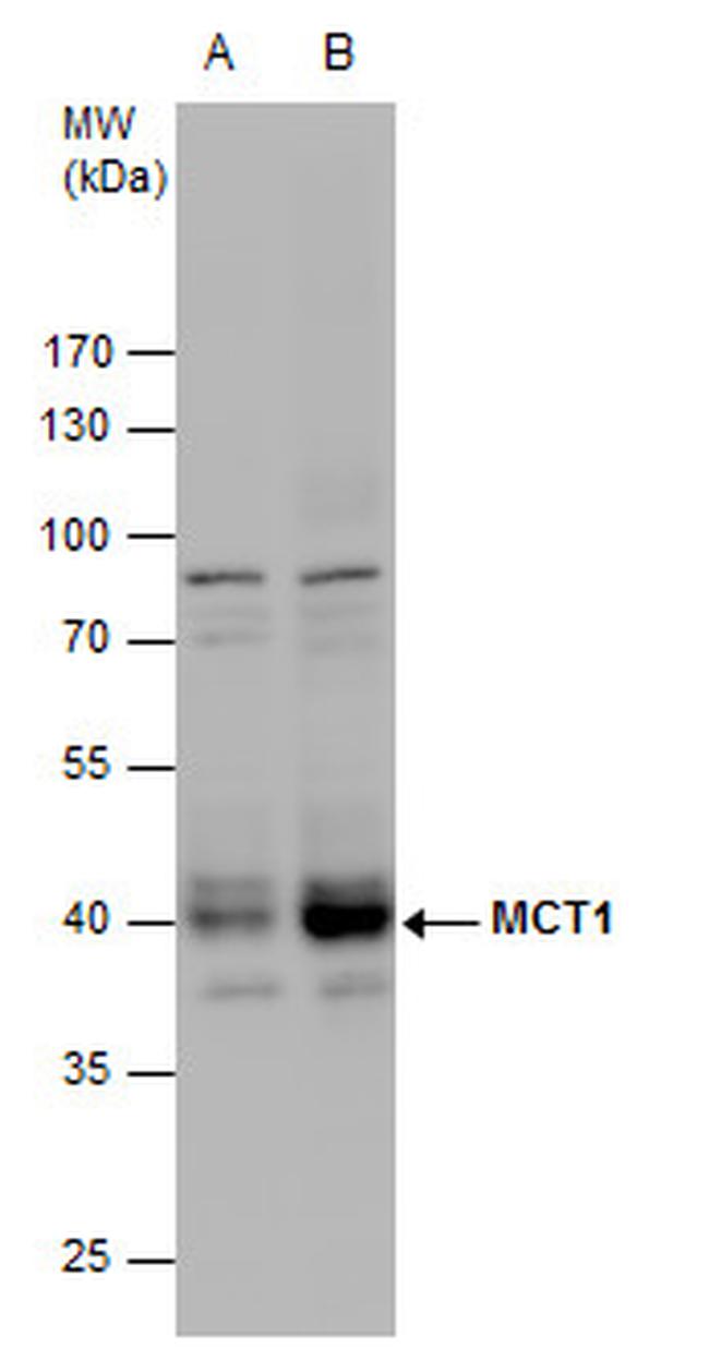 MCT1 Antibody in Western Blot (WB)