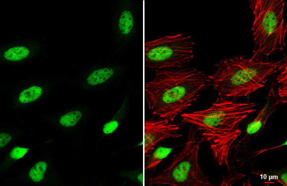 SP3 Antibody in Immunocytochemistry (ICC/IF)