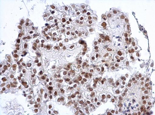 SP3 Antibody in Immunohistochemistry (Paraffin) (IHC (P))