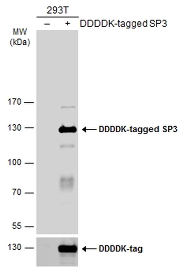 SP3 Antibody in Western Blot (WB)