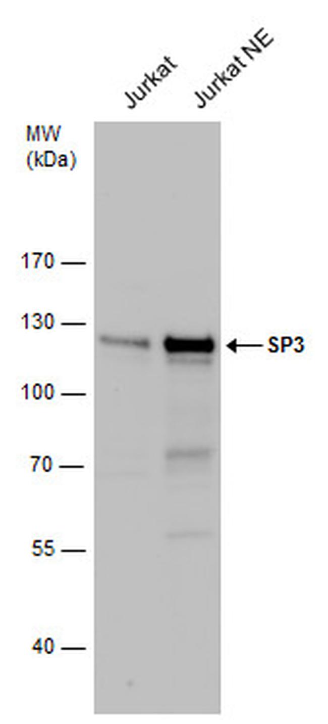 SP3 Antibody in Western Blot (WB)