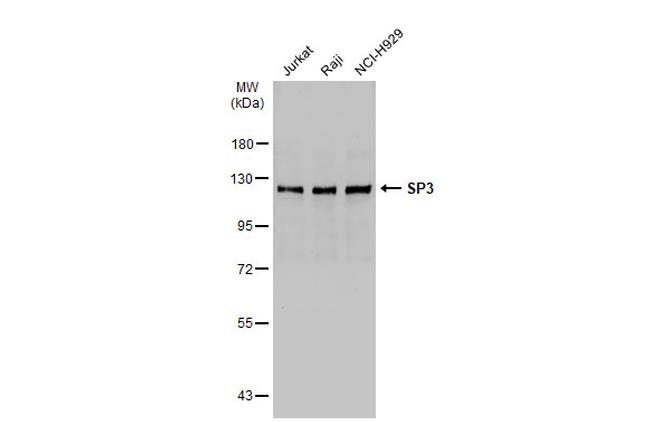 SP3 Antibody in Western Blot (WB)