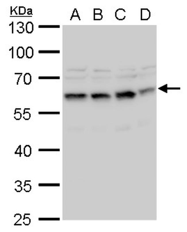 STCH Antibody in Western Blot (WB)