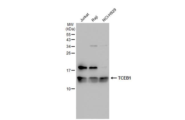 TCEB1 Antibody in Western Blot (WB)