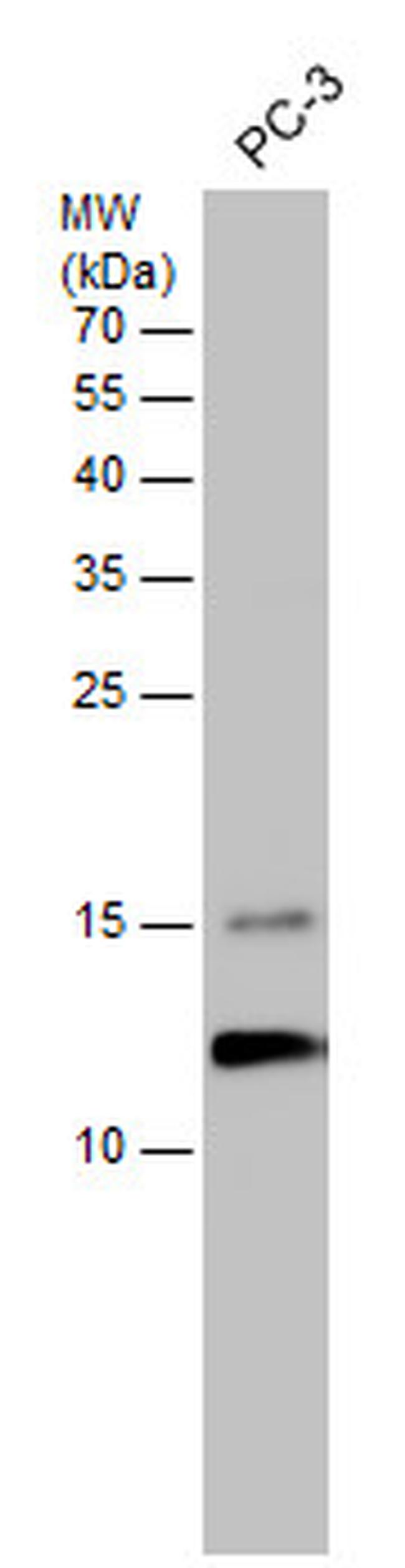 TCEB1 Antibody in Western Blot (WB)