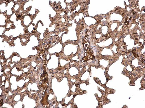 TGF beta-3 Antibody in Immunohistochemistry (Paraffin) (IHC (P))