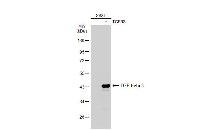 TGF beta-3 Antibody in Western Blot (WB)