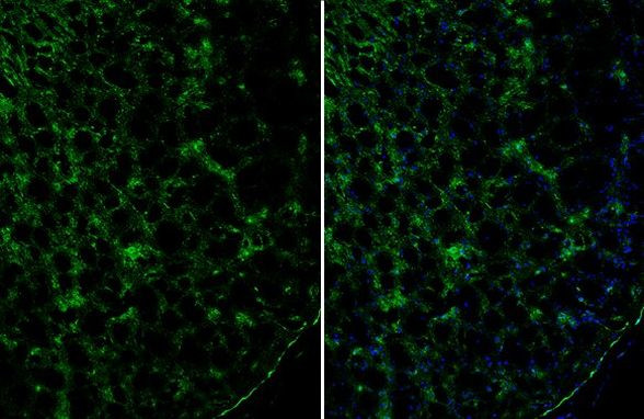 TLE1 Antibody in Immunohistochemistry (Frozen) (IHC (F))