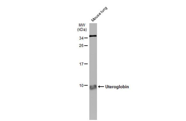 Uteroglobin Antibody in Western Blot (WB)