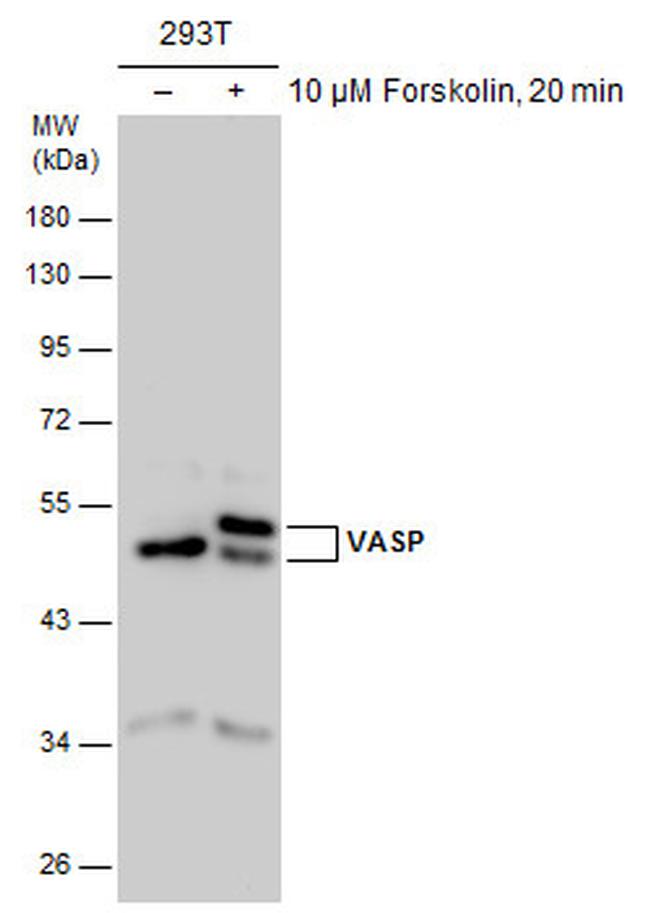 VASP Antibody in Western Blot (WB)