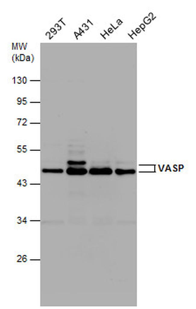 VASP Antibody in Western Blot (WB)