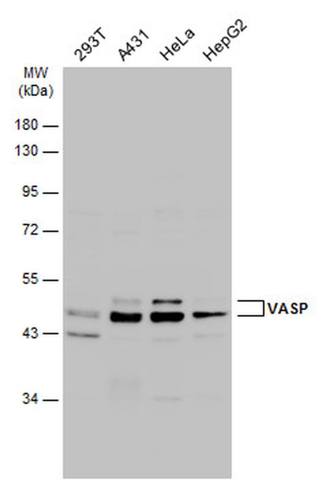 VASP Antibody in Western Blot (WB)