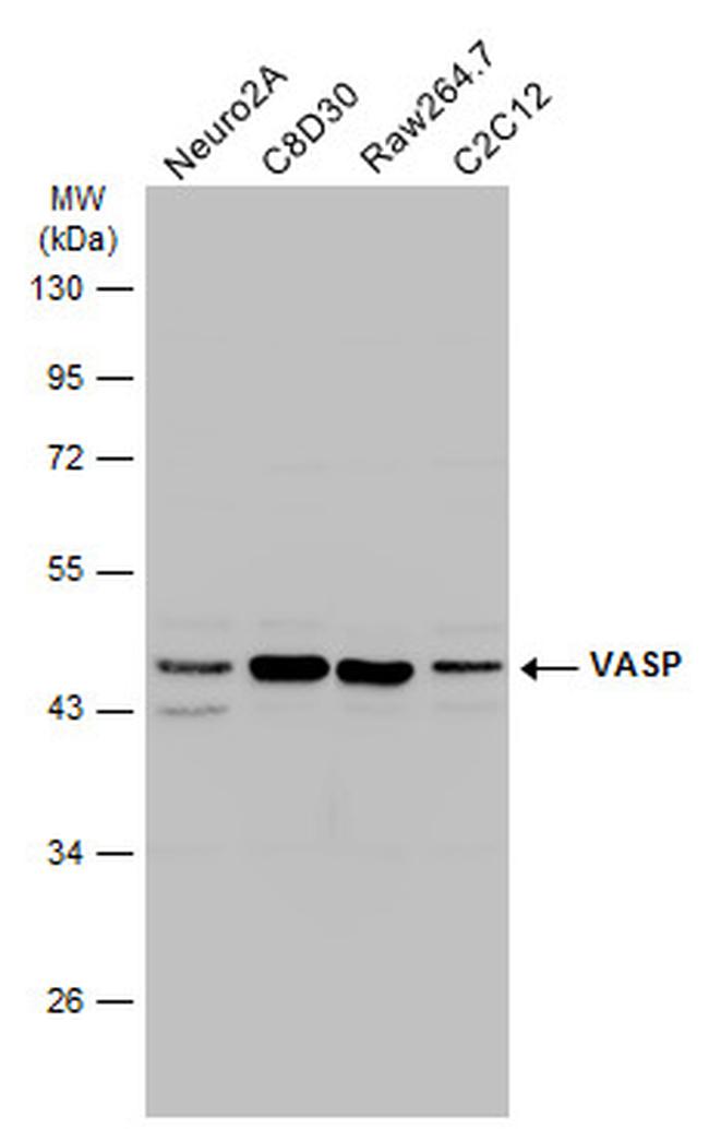 VASP Antibody in Western Blot (WB)