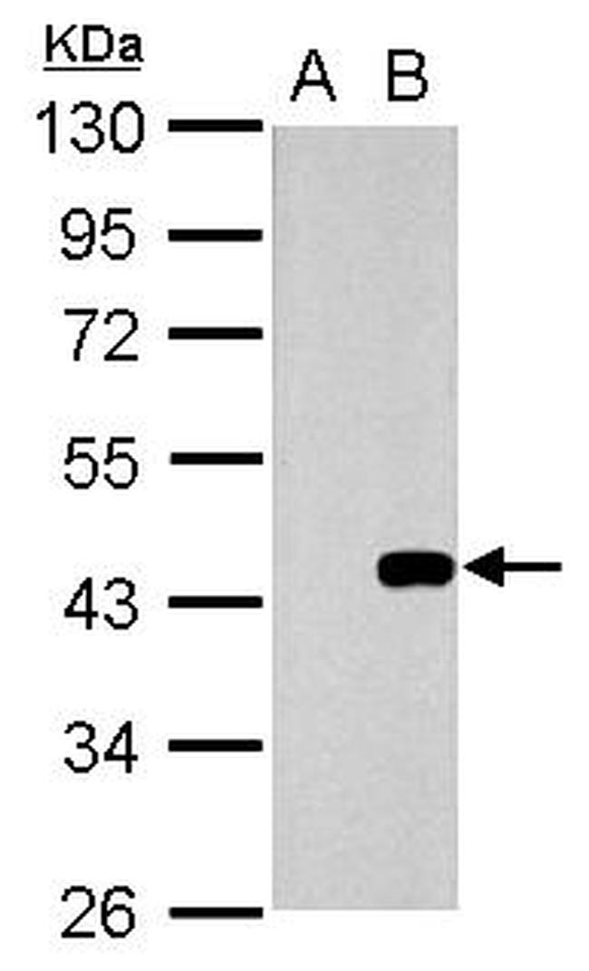 WNT3 Antibody in Western Blot (WB)