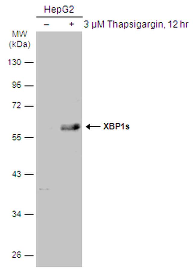 XBP1 Antibody in Western Blot (WB)