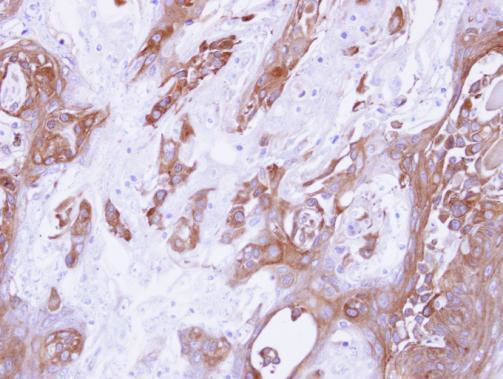 14-3-3 gamma Antibody in Immunohistochemistry (Paraffin) (IHC (P))