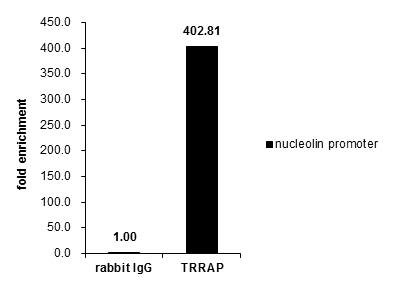 TRRAP Antibody in ChIP Assay (ChIP)