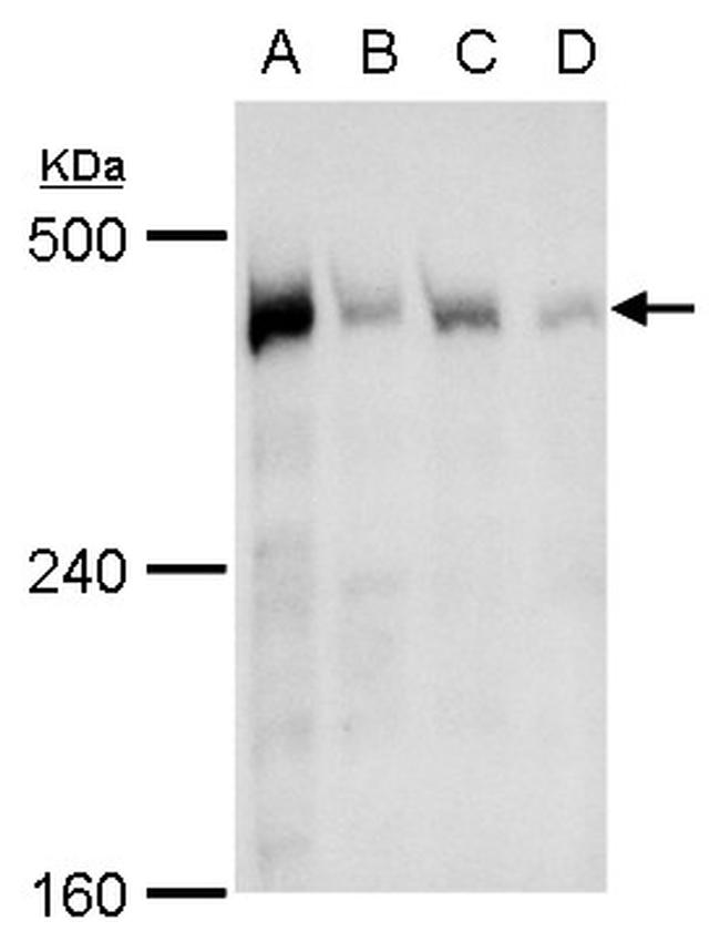 TRRAP Antibody in Western Blot (WB)