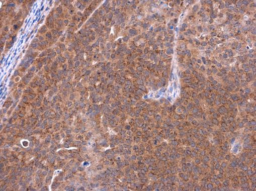 TCAP Antibody in Immunohistochemistry (Paraffin) (IHC (P))