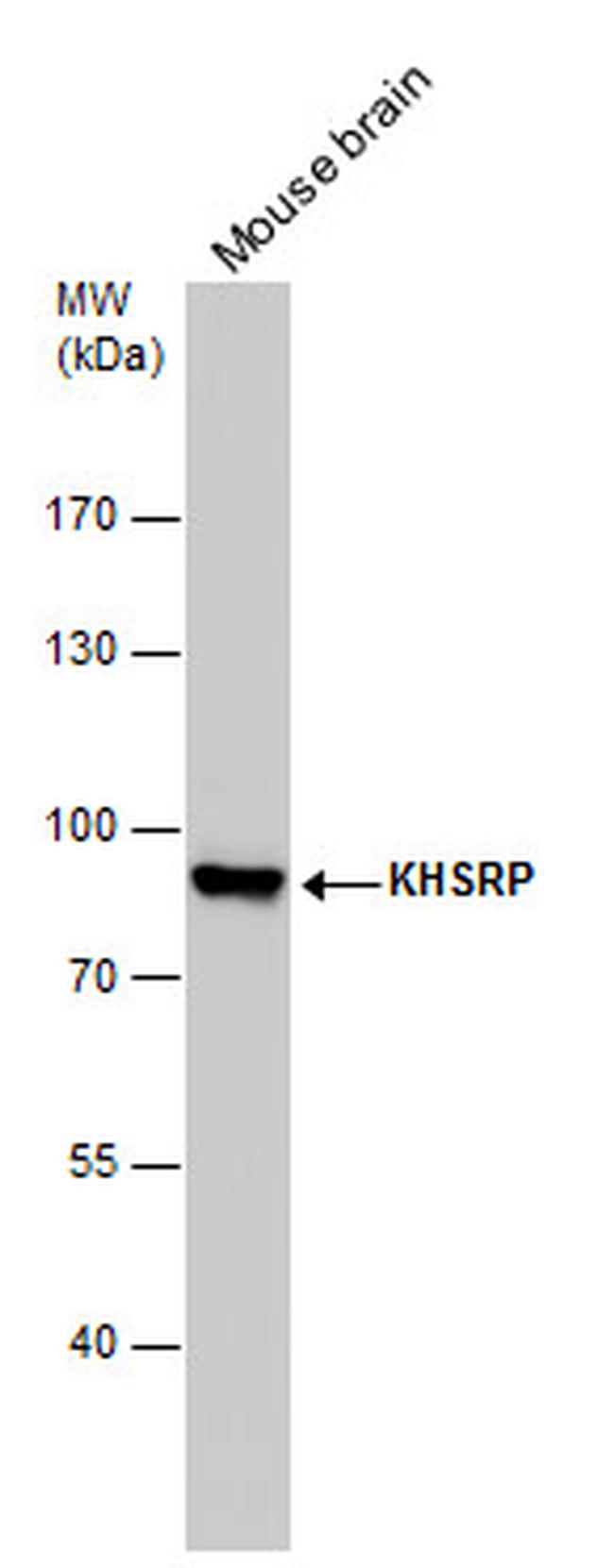 KHSRP Antibody in Western Blot (WB)