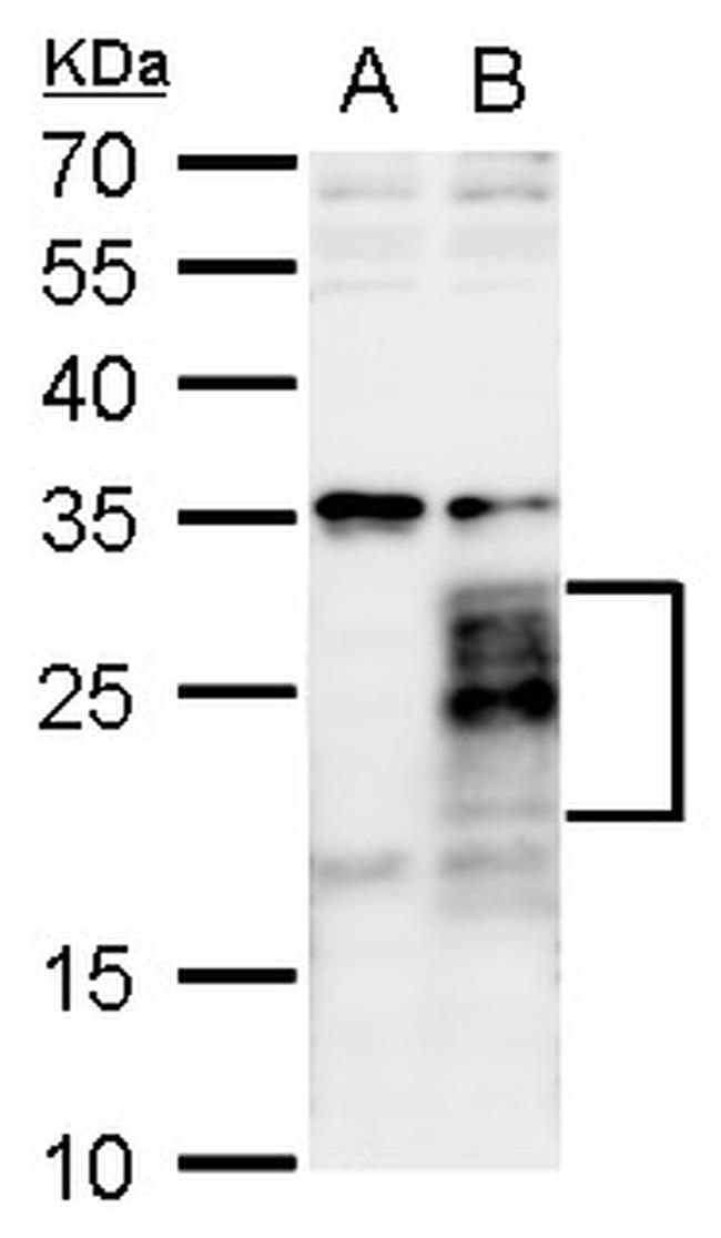 FGF18 Antibody in Western Blot (WB)