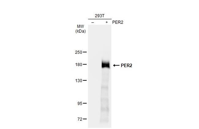 PER2 Antibody in Western Blot (WB)