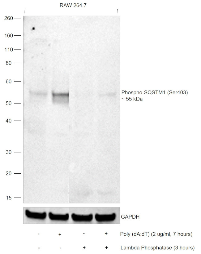 Phospho-SQSTM1 (Ser403) Antibody