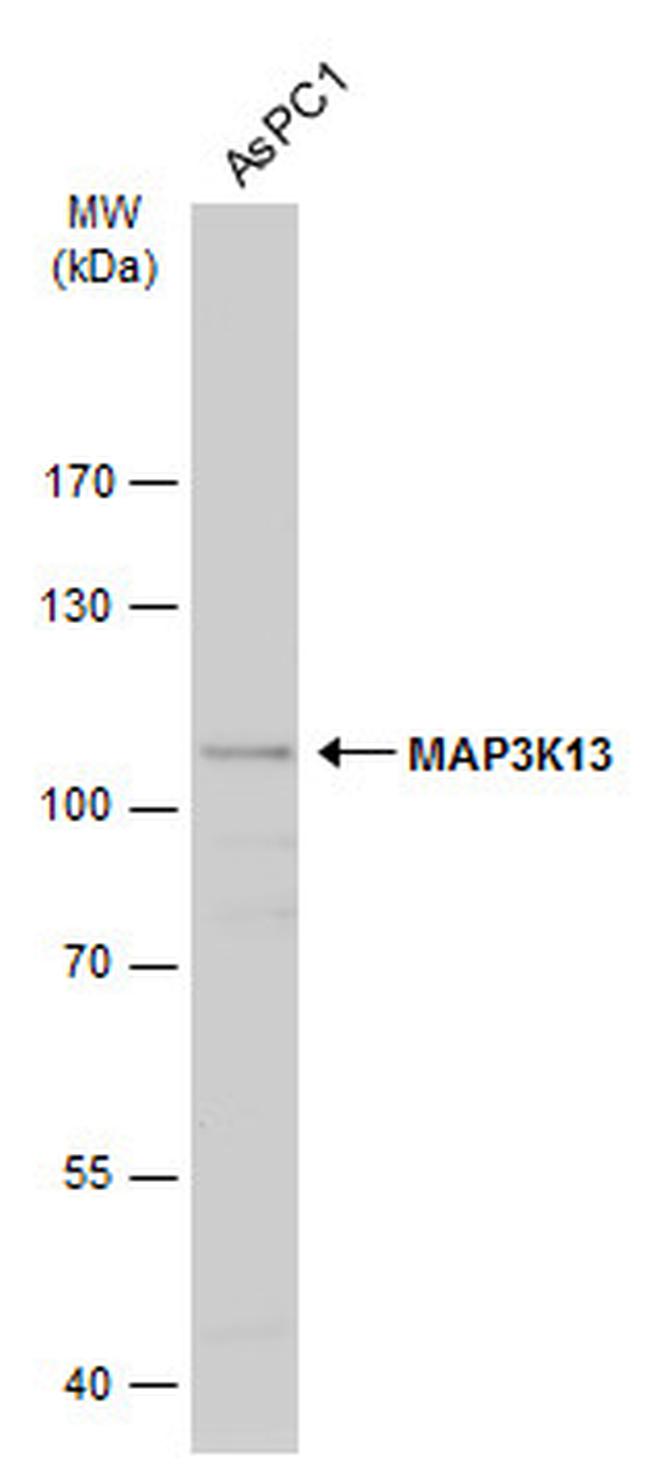 LZK Antibody in Western Blot (WB)