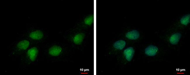 DEDD Antibody in Immunocytochemistry (ICC/IF)