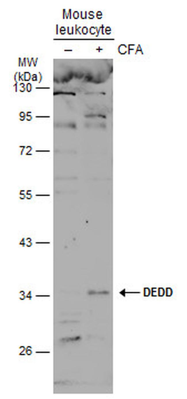 DEDD Antibody in Western Blot (WB)