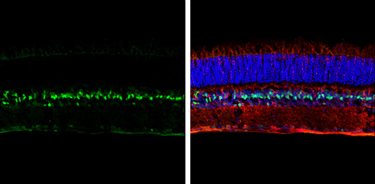 LHX2 Antibody in Immunohistochemistry (Frozen) (IHC (F))