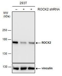 ROCK2 Antibody