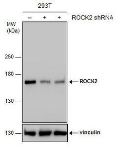 ROCK2 Antibody