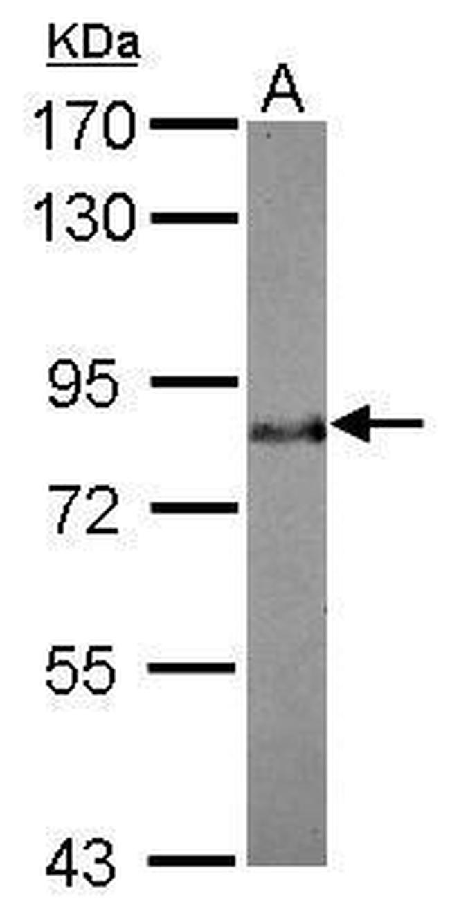 BAG3 Antibody in Western Blot (WB)